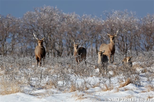 雨氷　野付半島　Ezo Sika Deer (4)