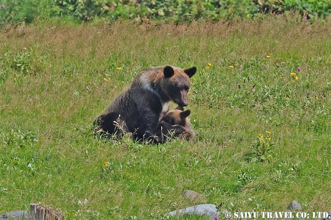 ヒグマの親子　知床半島 (20)