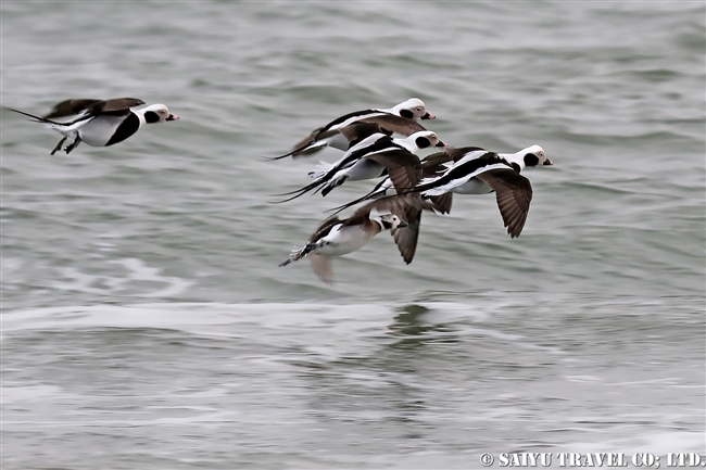 コオリガモ　Long-tailed Duck 野付半島 (2)