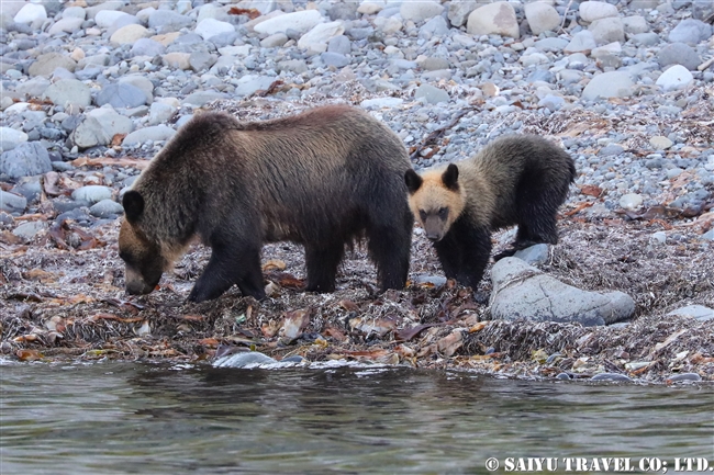 羅臼　知床半島　ヒグマ　Ezo Brown Bear (20)