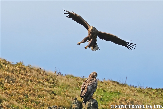 知床半島　オジロワシ　White-tailed Eagle (1)