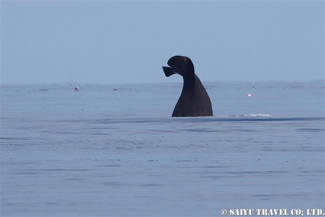 羅臼 マッコウクジラ Sperm whale ホエールウォッチング (2)