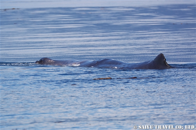 羅臼 マッコウクジラ Sperm whale ホエールウォッチング (8)