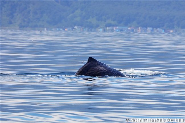 羅臼 マッコウクジラ Sperm whale ホエールウォッチング (13)