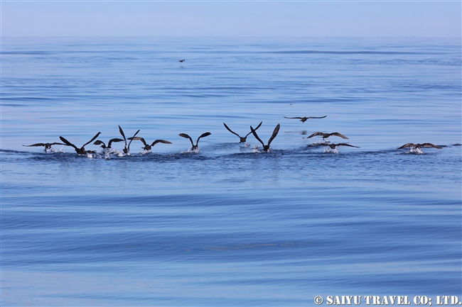 ハシボソミズナギドリ Short-tailed shearwater 羅臼