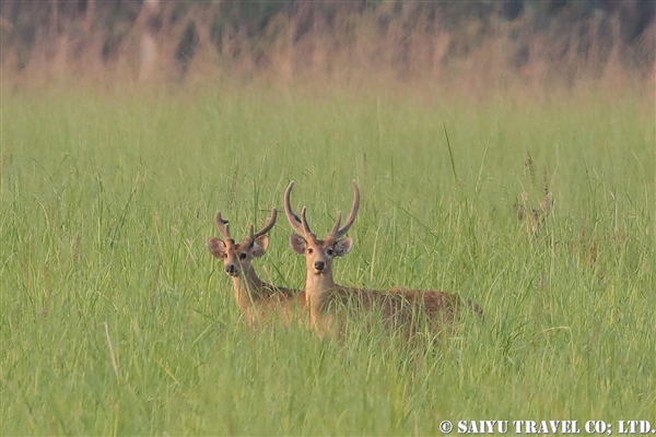 %e3%83%90%e3%83%a9%e3%82%b7%e3%83%b3%e3%82%ac%e3%82%b8%e3%82%ab%e3%80%80western-swamp-deer-%e3%82%b7%e3%83%a5%e3%82%af%e3%83%a9%e3%83%95%e3%82%a1%e3%83%b3%e3%82%bf%e9%87%8e%e6%80%a7%e5%8b%95%e7%89%a9