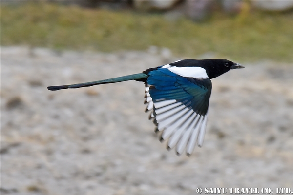 %e3%82%ab%e3%82%b5%e3%82%b5%e3%82%ae%e3%80%80eurasian-magpie-black-billed-magpie-%e3%83%91%e3%82%ad%e3%82%b9%e3%82%bf%e3%83%b3%e3%80%80%e3%83%95%e3%83%b3%e3%82%b6-1