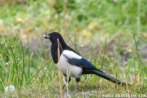 %e3%82%ab%e3%82%b5%e3%82%b5%e3%82%ae%e3%80%80eurasian-magpie-black-billed-magpie-%e3%83%91%e3%82%ad%e3%82%b9%e3%82%bf%e3%83%b3%e3%80%80%e3%83%95%e3%83%b3%e3%82%b6-4