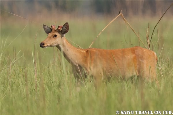 %e3%83%90%e3%83%a9%e3%82%b7%e3%83%b3%e3%82%ac%e3%82%b8%e3%82%ab%e3%80%80western-swamp-deer-%e3%82%b7%e3%83%a5%e3%82%af%e3%83%a9%e3%83%95%e3%82%a1%e3%83%b3%e3%82%bf%e9%87%8e%e6%80%a7%e5%8b%95%e7%89%a9