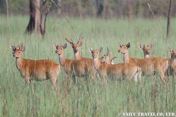 %e3%83%90%e3%83%a9%e3%82%b7%e3%83%b3%e3%82%ac%e3%82%b8%e3%82%ab%e3%80%80western-swamp-deer-%e3%82%b7%e3%83%a5%e3%82%af%e3%83%a9%e3%83%95%e3%82%a1%e3%83%b3%e3%82%bf%e9%87%8e%e6%80%a7%e5%8b%95%e7%89%a9