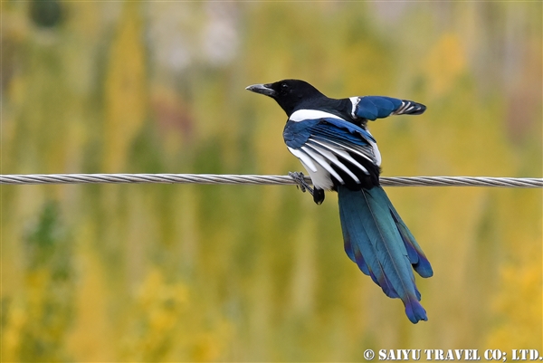 %e3%82%ab%e3%82%b5%e3%82%b5%e3%82%ae%e3%80%80eurasian-magpie-black-billed-magpie-%e3%83%91%e3%82%ad%e3%82%b9%e3%82%bf%e3%83%b3%e3%80%80%e3%83%95%e3%83%b3%e3%82%b6-7