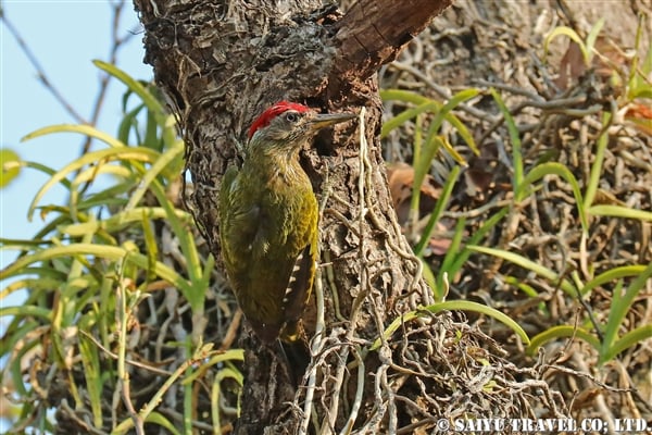 streak-throated-woodpecker-%e3%83%a0%e3%83%8a%e3%83%95%e3%82%bf%e3%82%b1%e3%82%a2%e3%82%aa%e3%82%b2%e3%83%a9-%e3%83%90%e3%83%b3%e3%83%80%e3%82%a6%e3%82%ac%e3%83%ab%e5%9b%bd%e7%ab%8b%e5%85%ac%e5%9c%92