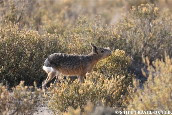 %e3%83%9e%e3%83%bc%e3%83%a9%e3%80%80patagonian-cavy%e3%80%80%e3%83%90%e3%83%ab%e3%83%87%e3%82%b9%e5%8d%8a%e5%b3%b6