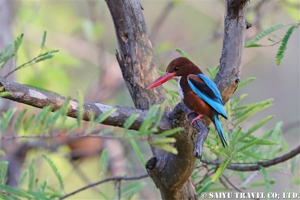 %e3%82%a2%e3%82%aa%e3%82%b7%e3%83%a7%e3%82%a6%e3%83%93%e3%83%b3-white-throated-kingfisher-%e3%83%90%e3%83%b3%e3%83%80%e3%82%a6%e3%82%ac%e3%83%ab%e5%9b%bd%e7%ab%8b%e5%85%ac%e5%9c%92%e3%80%80bandhavgarh