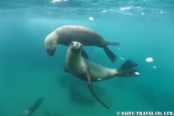 %e3%82%aa%e3%82%bf%e3%83%aa%e3%82%a2%e3%80%80south-american-sea-lion%e3%80%80%e3%83%90%e3%83%ab%e3%83%87%e3%82%b9%e5%8d%8a%e5%b3%b6