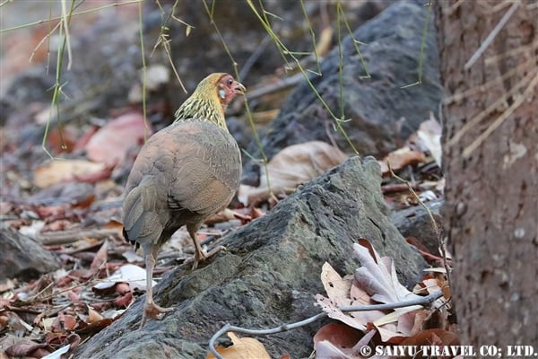 %e3%82%bb%e3%82%ad%e3%82%b7%e3%83%a7%e3%82%af%e3%83%a4%e3%82%b1%e3%82%a4-red-junglefowl-%e3%83%90%e3%83%b3%e3%83%80%e3%82%a6%e3%82%ac%e3%83%ab%e5%9b%bd%e7%ab%8b%e5%85%ac%e5%9c%92%e3%80%80bandhavgarh-n