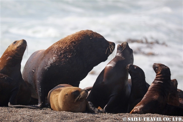 %e3%82%aa%e3%82%bf%e3%83%aa%e3%82%a2%e3%80%80south-american-sea-lion-2%e3%83%90%e3%83%ab%e3%83%87%e3%82%b9%e5%8d%8a%e5%b3%b6