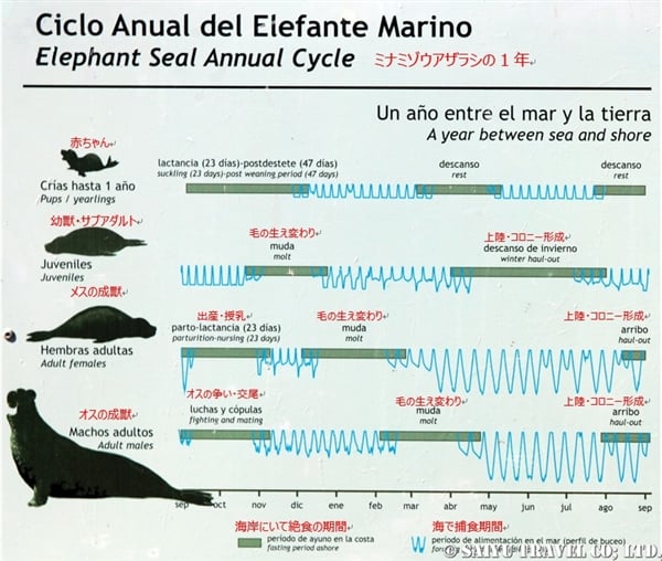 %e3%83%9f%e3%83%8a%e3%83%9f%e3%82%be%e3%82%a6%e3%82%a2%e3%82%b6%e3%83%a9%e3%82%b7%e3%80%80%e3%83%90%e3%83%ab%e3%83%87%e3%82%b9%e5%8d%8a%e5%b3%b6%e3%80%80southern-elephant-seal-34