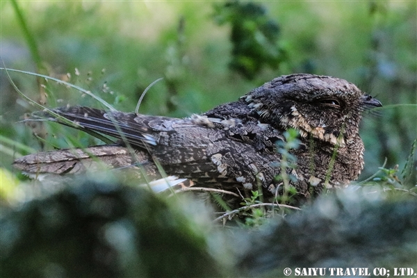 %e3%82%a2%e3%83%93%e3%82%b7%e3%83%8b%e3%82%a2%e3%83%a8%e3%82%bf%e3%82%ab-mountain-nightjar-2%e3%83%90%e3%83%ac%e5%b1%b1%e5%9c%b0