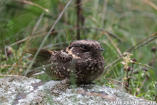 %e3%82%a2%e3%83%93%e3%82%b7%e3%83%8b%e3%82%a2%e3%83%a8%e3%82%bf%e3%82%ab-mountain-nightjar%e3%83%90%e3%83%ac%e5%b1%b1%e5%9c%b0