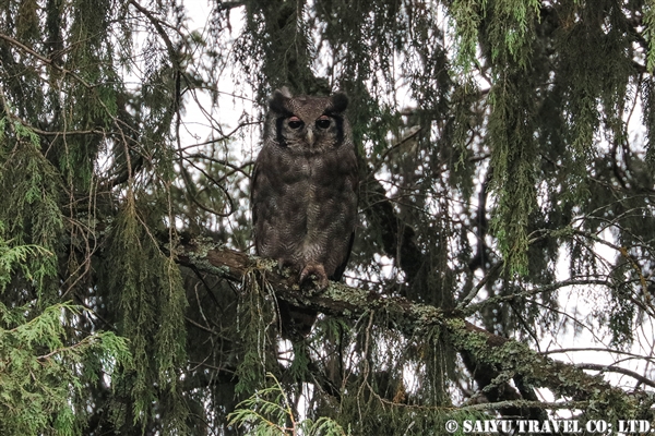 %e3%82%af%e3%83%ad%e3%83%af%e3%82%b7%e3%83%9f%e3%83%9f%e3%82%ba%e3%82%afverreauxs-eagle-owl-2%e3%83%90%e3%83%ac%e5%b1%b1%e5%9c%b0