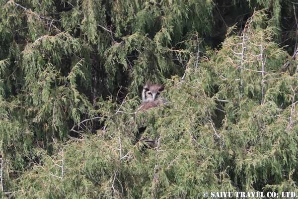 %e3%82%af%e3%83%ad%e3%83%af%e3%82%b7%e3%83%9f%e3%83%9f%e3%82%ba%e3%82%afverreauxs-eagle-owl-%e3%83%90%e3%83%ac%e5%b1%b1%e5%9c%b0