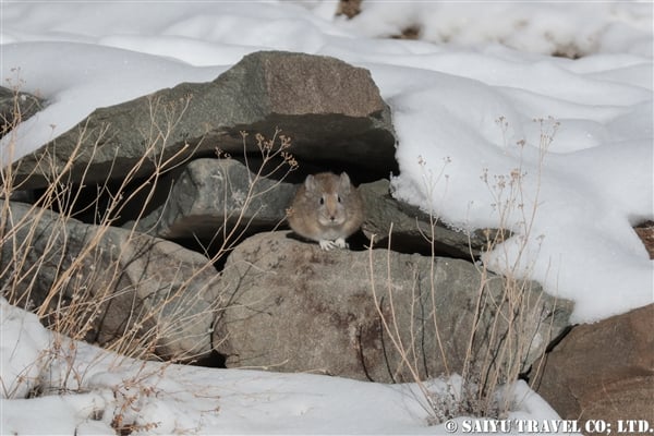 ロイルナキウサギ Royle's Pika ラダックのナキウサギ (6)