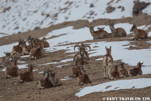 ウリアル　Ladakh Urial (8)