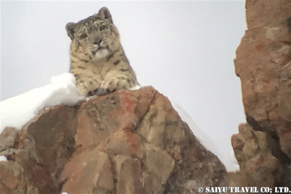 ラダック　ユキヒョウ Snow Leopard (9)