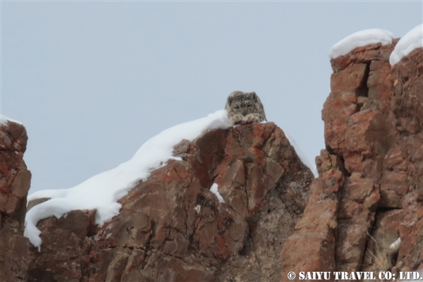 ラダック　ユキヒョウ Snow Leopard (24)