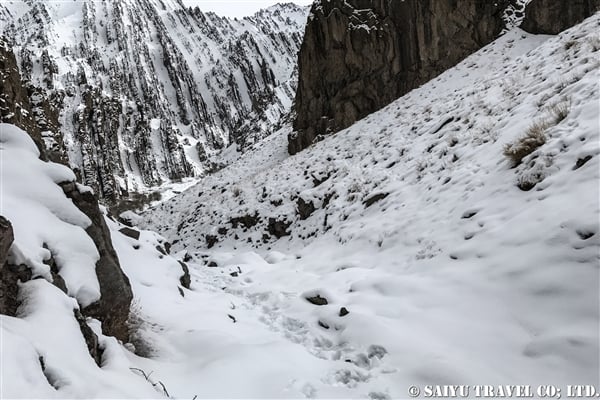 ラダック　ユキヒョウ Snow Leopard (7)