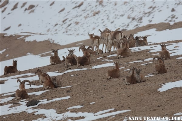 ウリアル　Ladakh Urial (9)