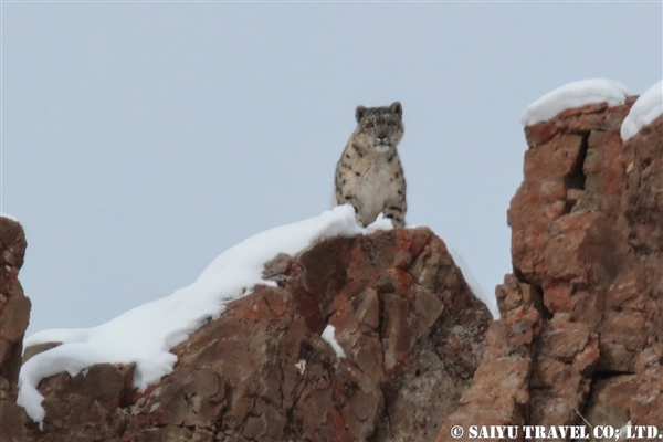 ラダック　ユキヒョウ Snow Leopard (26)