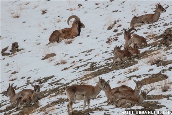 ウリアル　Ladakh Urial (6)