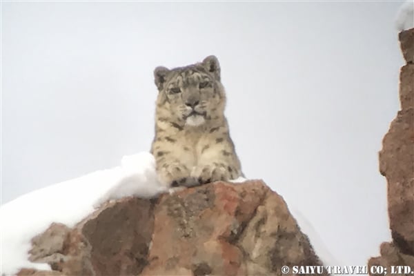 ラダック　ユキヒョウ Snow Leopard (10)