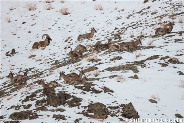 ウリアル　Ladakh Urial (13)