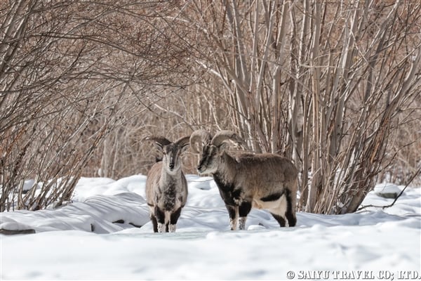 バーラル　Blue Sheep ラダック (3)