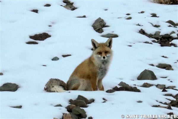 アカギツネ　Red fox ラダック (8)