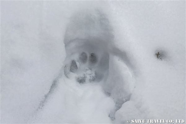 ラダック　ユキヒョウ Snow Leopard (8)