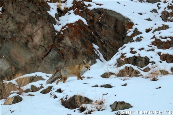 アカギツネ　Red fox ラダック (3)