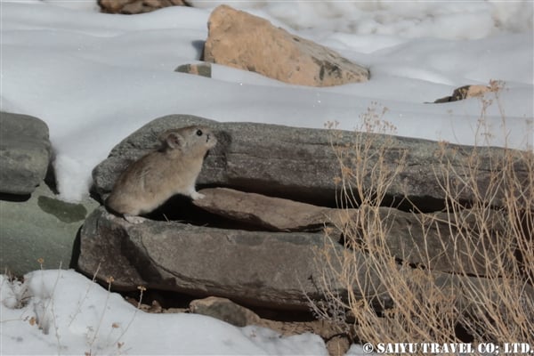 ロイルナキウサギ Royle's Pika ラダックのナキウサギ (3)