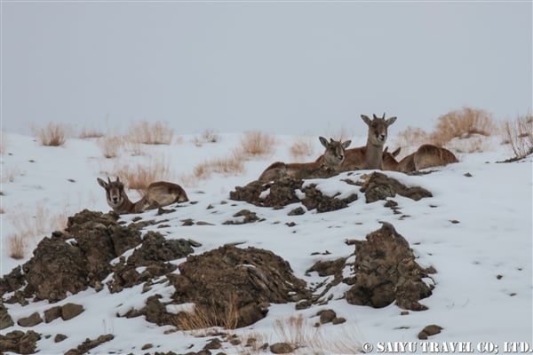 ウリアル　Ladakh Urial (11)