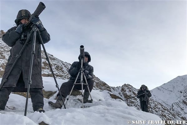 ラダック　ユキヒョウ Snow Leopard (3)