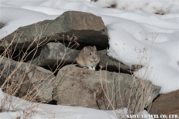 ロイルナキウサギ Royle's Pika ラダックのナキウサギ (4)