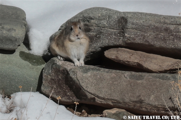 ロイルナキウサギ Royle's Pika ラダックのナキウサギ (1)