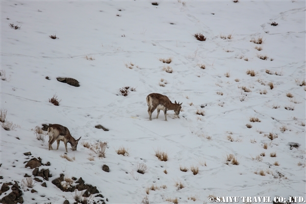 ウリアル　Ladakh Urial (14)