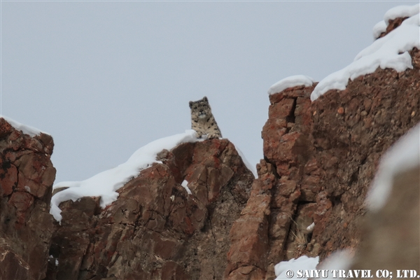 ラダック　ユキヒョウ Snow Leopard (19)