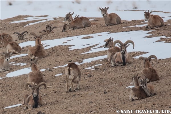 ウリアル　Ladakh Urial (7)