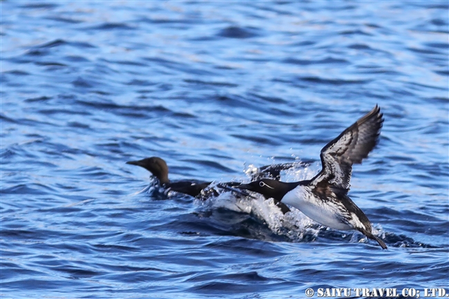 ウミガラス　Common Guillemot　Norway Vardo Hornoya (14)