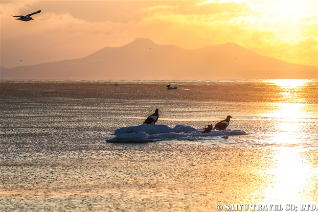 羅臼　流氷クルーズ　オオワシ　Rausu Drift Ice Cruise (8)